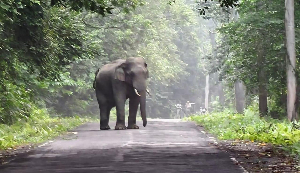 ঝিরিঝিরি বৃষ্টিতে মরাঘাটে দলছুট হাতির আতঙ্ক !