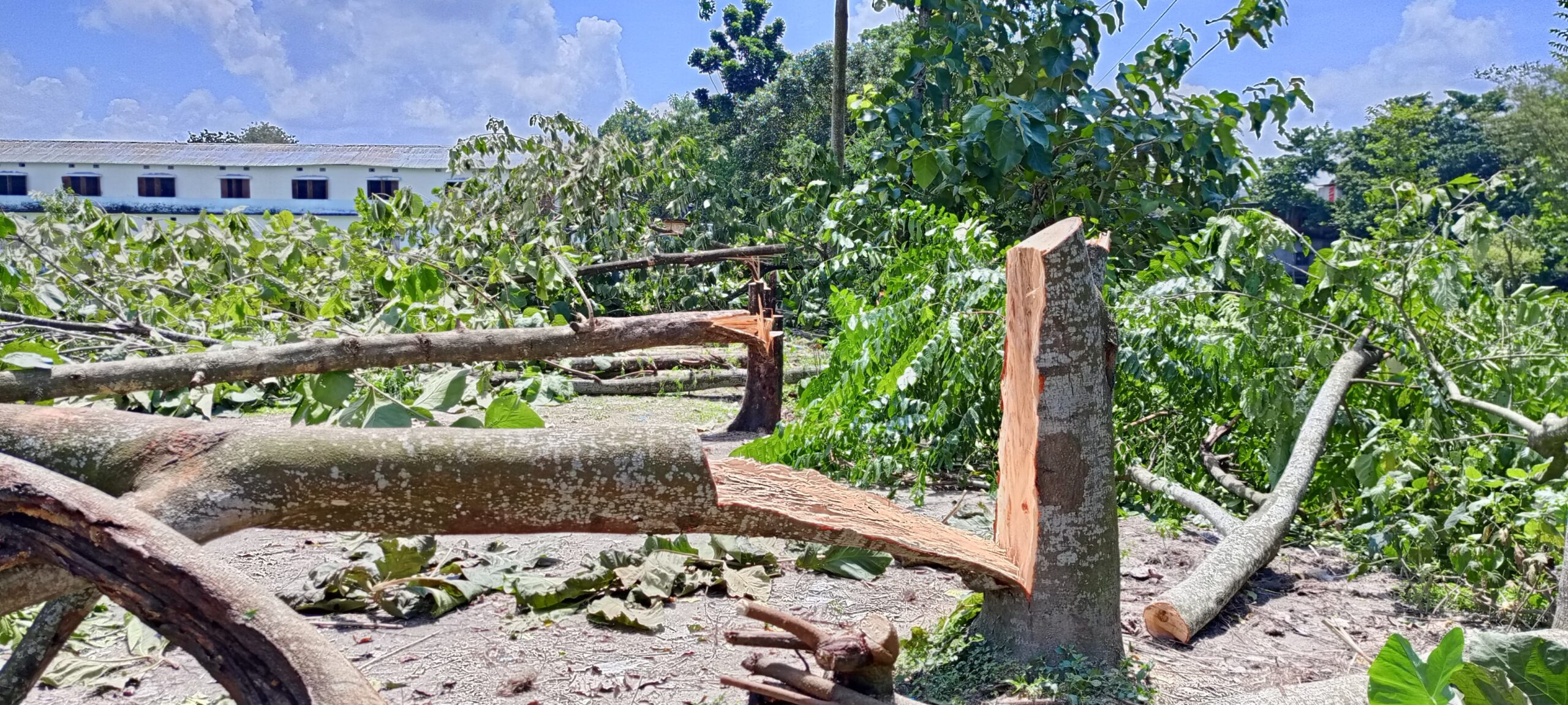 রাতের অন্ধকারে পুলিশের সামনে কেটে ফেলা হলো ৪৭টি সেগুন গাছ, চাঞ্চল্য দুরামারিতে
